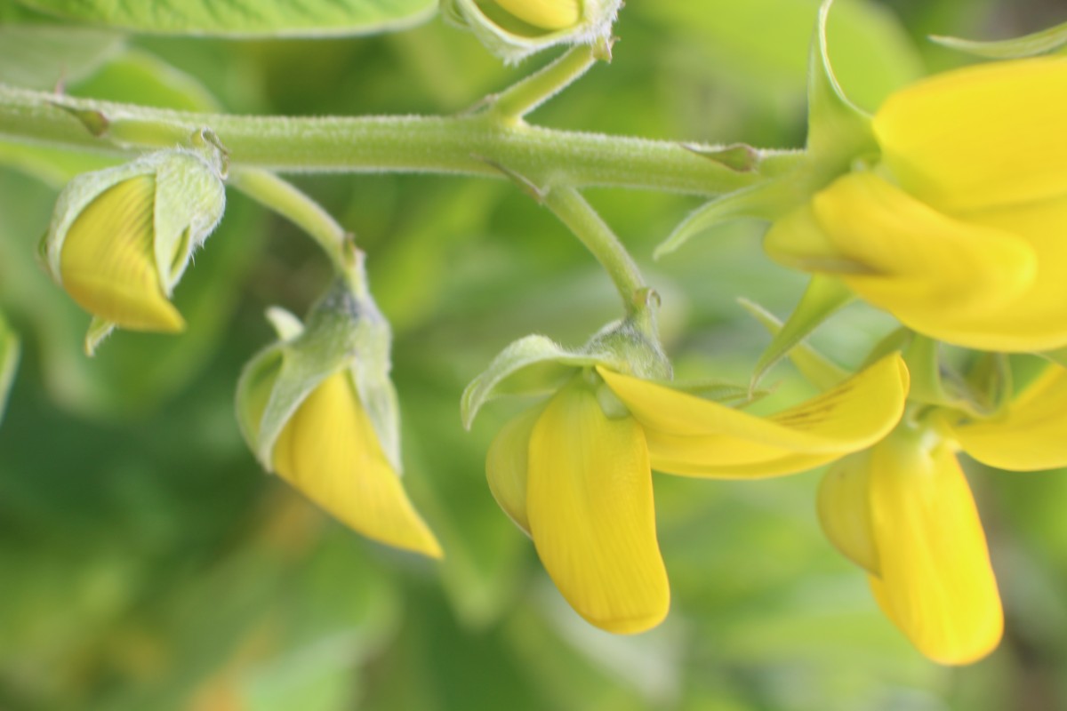 Crotalaria beddomeana Thoth. & A.A.Ansari